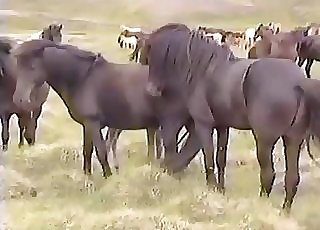 Mischievous black horses fuck on the field